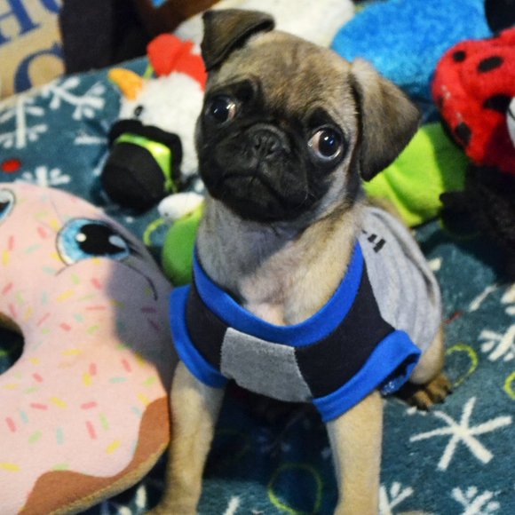 Meet your Posher, Melinda - Picture 1 of 4